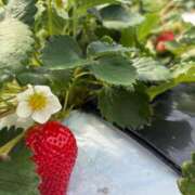 ヒメ日記 2026/03/20 21:01 投稿 マシロ【 超絶エロ大使♡】 ドＭなバニーちゃん小倉店