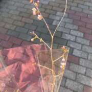 ヒメ日記 2026/04/06 07:15 投稿 マシロ【 超絶エロ大使♡】 ドＭなバニーちゃん小倉店