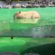 ヒメ日記 2026/06/11 15:02 投稿 マシロ【 超絶エロ大使♡】 ドＭなバニーちゃん小倉店