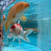 ヒメ日記 2026/09/10 18:57 投稿 マシロ【 超絶エロ大使♡】 ドＭなバニーちゃん小倉店