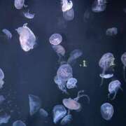 ヒメ日記 2025/03/20 13:40 投稿 マイ◆SP・即可◆ Ageha(アゲハ)