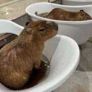 ヒメ日記 2025/04/01 23:20 投稿 マイ◆SP・即可◆ Ageha(アゲハ)