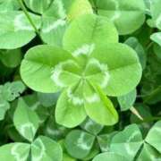 ヒメ日記 2025/04/04 08:33 投稿 マイ◆SP・即可◆ Ageha(アゲハ)