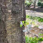 ヒメ日記 2026/04/08 11:50 投稿 マイ◆SP・即可◆ Ageha(アゲハ)