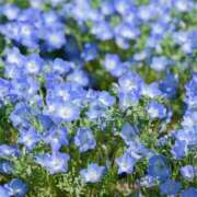 ヒメ日記 2026/04/10 21:30 投稿 マイ◆SP・即可◆ Ageha(アゲハ)