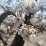 るい 桜🌸 ぽちゃSPA