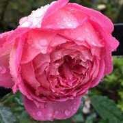 ヒメ日記 2025/06/18 10:05 投稿 さりな ラブ・アンド・ラブ