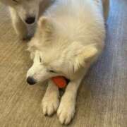 ヒメ日記 2026/02/17 19:06 投稿 ぽぽ ラブ・アンド・ラブ