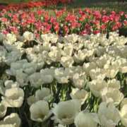 ヒメ日記 2025/05/17 18:03 投稿 らん 君とふわふわプリンセスin立川