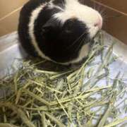 ヒメ日記 2025/10/01 12:33 投稿 なこ チアガール