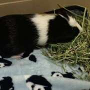 ヒメ日記 2026/04/01 12:00 投稿 なこ チアガール