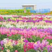 ほしの もうすぐ春？ 小田原人妻城