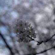 ヒメ日記 2025/04/10 22:48 投稿 多田いちか 恋する妻たち