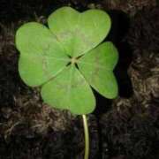 ヒメ日記 2025/07/30 18:39 投稿 谷原　さゆり ベルサイユの薔薇