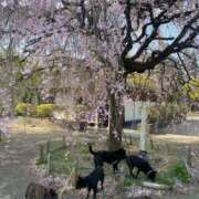 ヒメ日記 2025/04/21 12:57 投稿 アマゾネス　エルザ 八王子だョ！変態集合