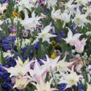 ヒメ日記 2025/04/24 09:28 投稿 アマゾネス　エルザ 八王子だョ！変態集合