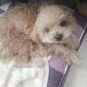 ヒメ日記 2025/04/28 09:27 投稿 アマゾネス　エルザ 八王子だョ！変態集合