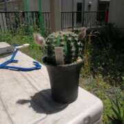 ヒメ日記 2025/05/04 08:41 投稿 アマゾネス　エルザ 八王子だョ！変態集合