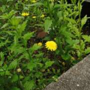 ヒメ日記 2025/05/13 08:28 投稿 アマゾネス　エルザ 八王子だョ！変態集合