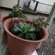 ヒメ日記 2026/04/15 11:44 投稿 アマゾネス　エルザ 八王子だョ！変態集合