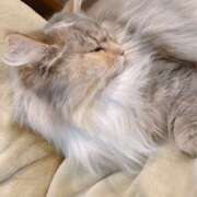 ヒメ日記 2025/11/17 13:48 投稿 朝比奈　零 八王子だョ！変態集合