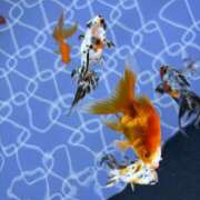 ヒメ日記 2025/11/19 20:28 投稿 朝比奈　零 八王子だョ！変態集合