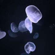 ヒメ日記 2025/11/20 09:51 投稿 朝比奈　零 八王子だョ！変態集合