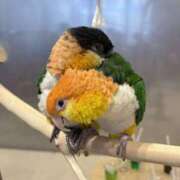 ヒメ日記 2025/11/25 07:27 投稿 朝比奈　零 八王子だョ！変態集合