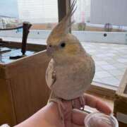 ヒメ日記 2025/11/25 15:49 投稿 朝比奈　零 八王子だョ！変態集合