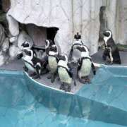 ヒメ日記 2025/12/09 07:53 投稿 朝比奈　零 八王子だョ！変態集合