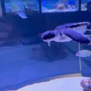 ヒメ日記 2026/01/07 19:43 投稿 朝比奈　零 八王子だョ！変態集合