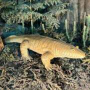 ヒメ日記 2025/11/01 17:56 投稿 桜 めい プルプルオフィスディーバ