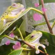 ヒメ日記 2026/01/13 20:56 投稿 桜 めい プルプルオフィスディーバ