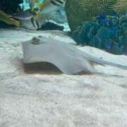 ヒメ日記 2026/01/31 20:29 投稿 桜 めい プルプルオフィスディーバ