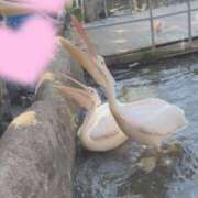 ヒメ日記 2026/02/22 19:35 投稿 桜 めい プルプルオフィスディーバ