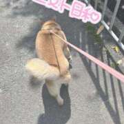 ヒメ日記 2026/04/11 09:06 投稿 桜 めい プルプルオフィスディーバ