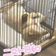 ヒメ日記 2026/04/26 11:26 投稿 桜 めい プルプルオフィスディーバ