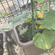ヒメ日記 2026/07/10 06:56 投稿 桜 めい プルプルオフィスディーバ