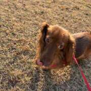 ヒメ日記 2025/03/21 16:48 投稿 みき ぽっちゃり巨乳専門木更津君津ちゃんこin千葉