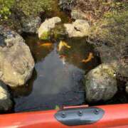 ヒメ日記 2025/03/25 15:39 投稿 みき ぽっちゃり巨乳専門木更津君津ちゃんこin千葉