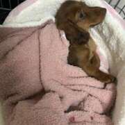 ヒメ日記 2025/05/03 23:10 投稿 みき ぽっちゃり巨乳専門木更津君津ちゃんこin千葉