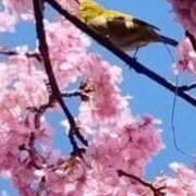 ヒメ日記 2025/03/17 18:40 投稿 佐々岡雪菜 五十路マダムエクスプレス横浜店（カサブランカグループ）