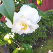 ヒメ日記 2025/03/22 18:14 投稿 佐々岡雪菜 五十路マダムエクスプレス横浜店（カサブランカグループ）