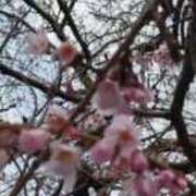 ヒメ日記 2025/03/24 11:48 投稿 佐々岡雪菜 五十路マダムエクスプレス横浜店（カサブランカグループ）