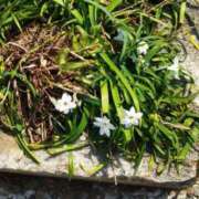 ヒメ日記 2025/03/25 10:54 投稿 佐々岡雪菜 五十路マダムエクスプレス横浜店（カサブランカグループ）