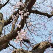 ヒメ日記 2025/03/25 17:34 投稿 佐々岡雪菜 五十路マダムエクスプレス横浜店（カサブランカグループ）