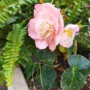 ヒメ日記 2025/03/27 10:42 投稿 佐々岡雪菜 五十路マダムエクスプレス横浜店（カサブランカグループ）