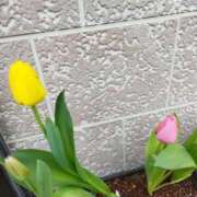 ヒメ日記 2025/03/29 15:56 投稿 佐々岡雪菜 五十路マダムエクスプレス横浜店（カサブランカグループ）