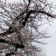 ヒメ日記 2025/04/03 17:38 投稿 佐々岡雪菜 五十路マダムエクスプレス横浜店（カサブランカグループ）