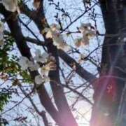 ヒメ日記 2025/04/04 18:22 投稿 佐々岡雪菜 五十路マダムエクスプレス横浜店（カサブランカグループ）